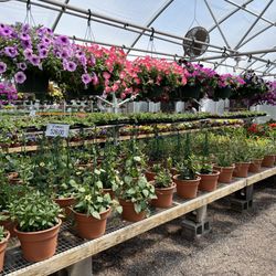Garden Ave. Greenhouse & Garden Center