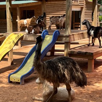 Gatorland - Emu - Zoos Near Me - Orlando, Florida Gatorland - Emu - Zoos Near Me - Orlando, Florida