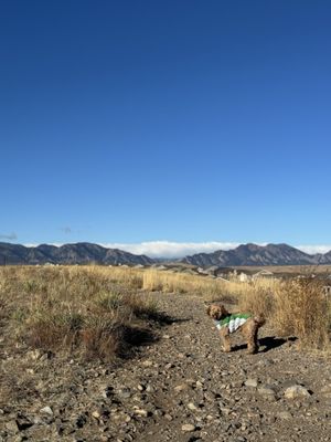 Lisa Gallegos - Denver Dog Training