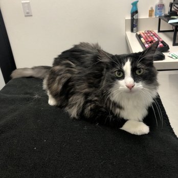 Veterinary Emergency Center - King Cat - Veterinarians Near Me - Redlands, California Veterinary Emergency Center - King Cat - Veterinarians Near Me - Redlands, California