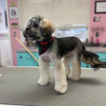 Spaw and Stay - Pet Groomers Near Me - Avenel, New Jersey Spaw and Stay - Pet Groomers Near Me - Avenel, New Jersey