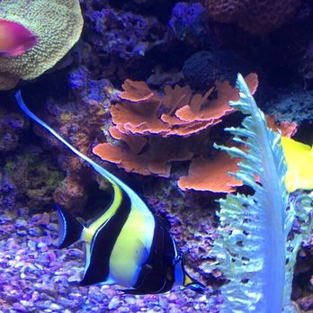 Seattle Aquarium - Shark bait ooh-ha-ha - Aquariums Near Me - Seattle, Washington Seattle Aquarium - Shark bait ooh-ha-ha - Aquariums Near Me - Seattle, Washington