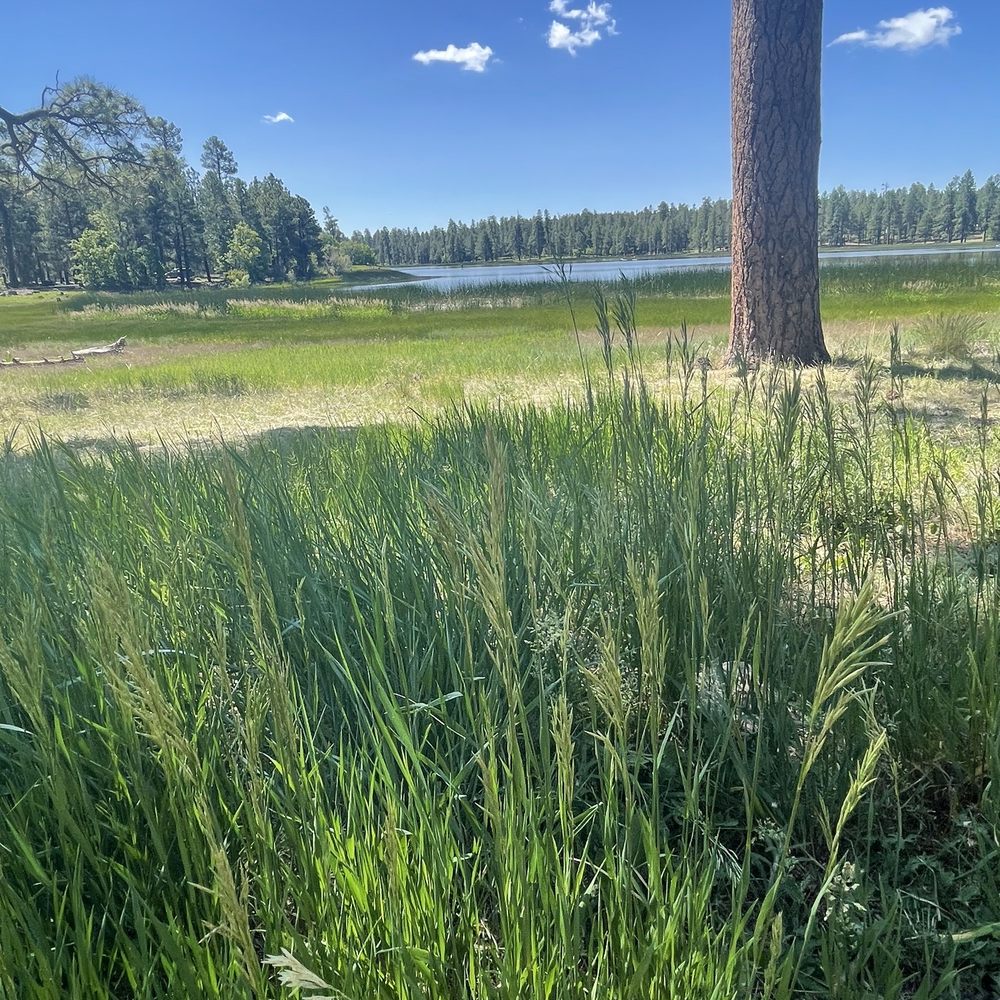 White Horse Lake Campground - White horse lake - Campgrounds Near Me