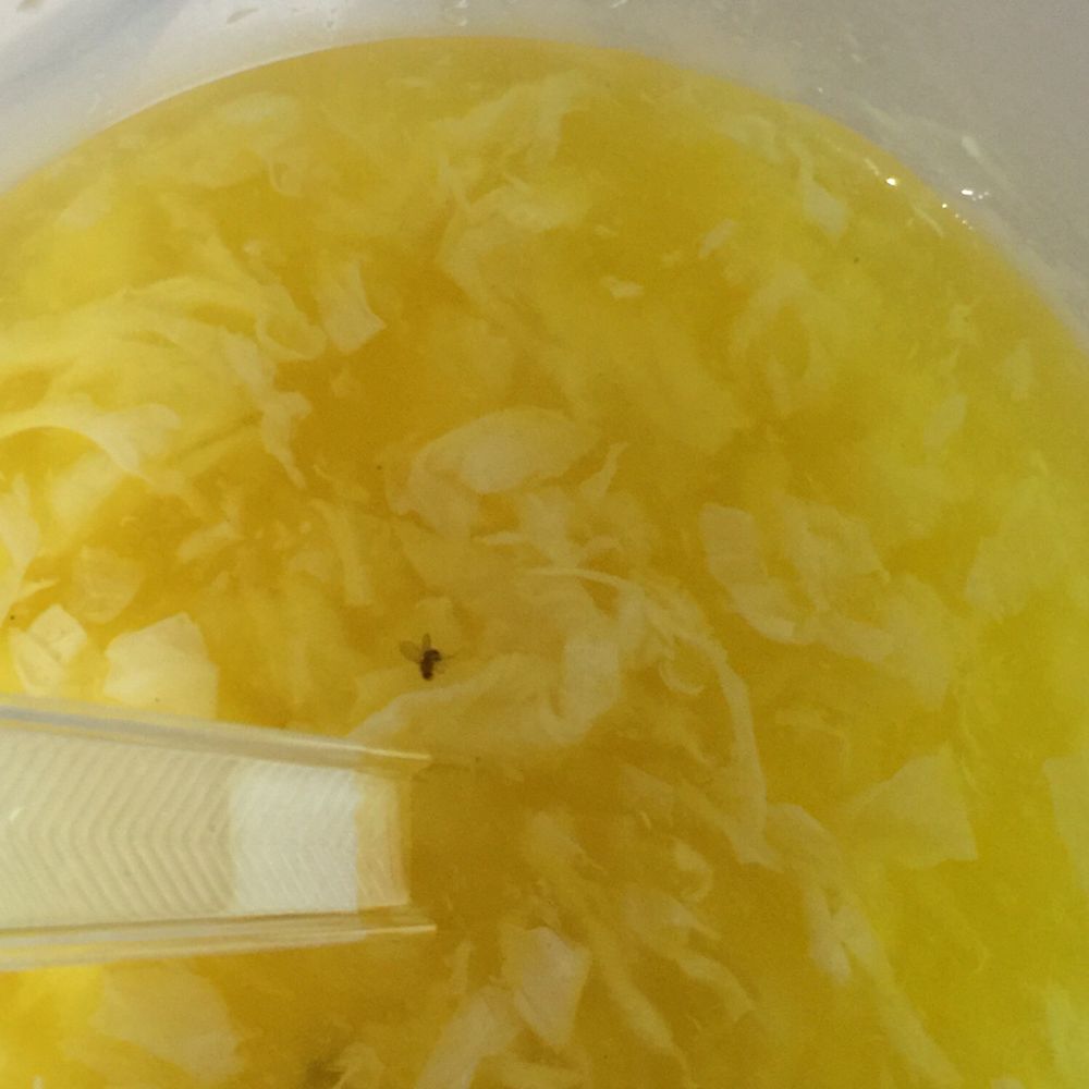 China Wong - Bug in Egg drop soup - Chinese Near Me - Liverpool, New York China Wong - Bug in Egg drop soup - Chinese Near Me - Liverpool, New York