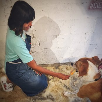 Cielito Artisan Pops - Ice pops for dogs!! - Ice Cream & Frozen Yogurt Near Me - Miami, Florida
