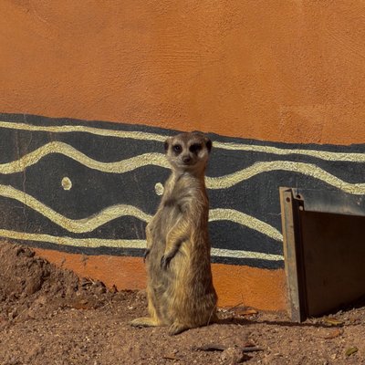 Reid Park Zoo by null