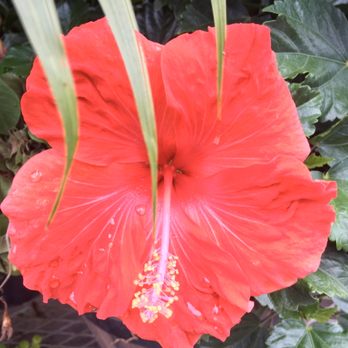 The Home Depot - Red Flower - Nurseries & Gardening Near Me - Orlando, Florida The Home Depot - Red Flower - Nurseries & Gardening Near Me - Orlando, Florida
