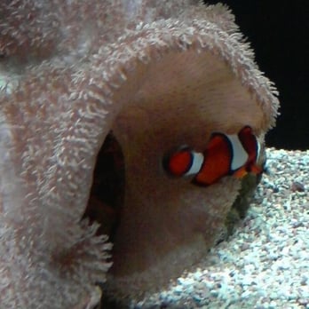 Seattle Aquarium - nemo! - Aquariums Near Me - Seattle, Washington Seattle Aquarium - nemo! - Aquariums Near Me - Seattle, Washington