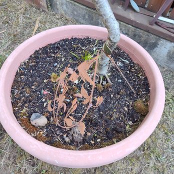 E&h Landscaping - damaged (bent) ornament - Landscaping Near Me