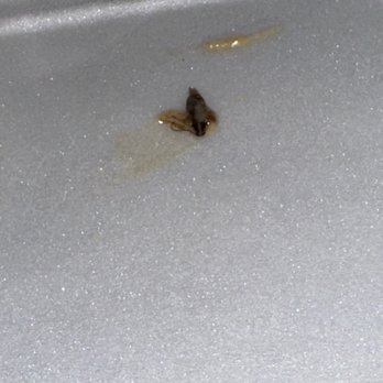 Razzoo's Cajun Cafe - Roach that was removed from plate - Cajun/Creole Near Me - Arlington, Texas Razzoo's Cajun Cafe - Roach that was removed from plate - Cajun/Creole Near Me - Arlington, Texas