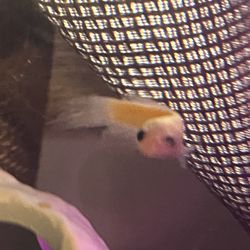 Great Clips - fishy