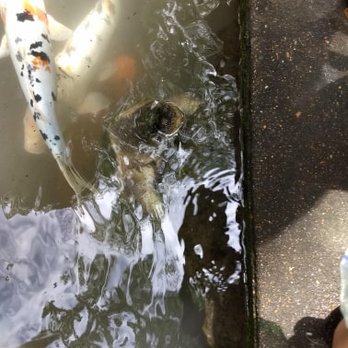 Memphis Botanic Garden - CLOSE UP PICTURE OF THE COMMON SNAPPING TURTLE SWIMMING AMONG THE KOI FISH - Botanical Gardens Near Me - Memphis, Tennessee