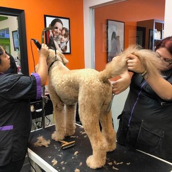 PJ Noah PetSalon - Pet Groomers Near Me - Costa Mesa, California