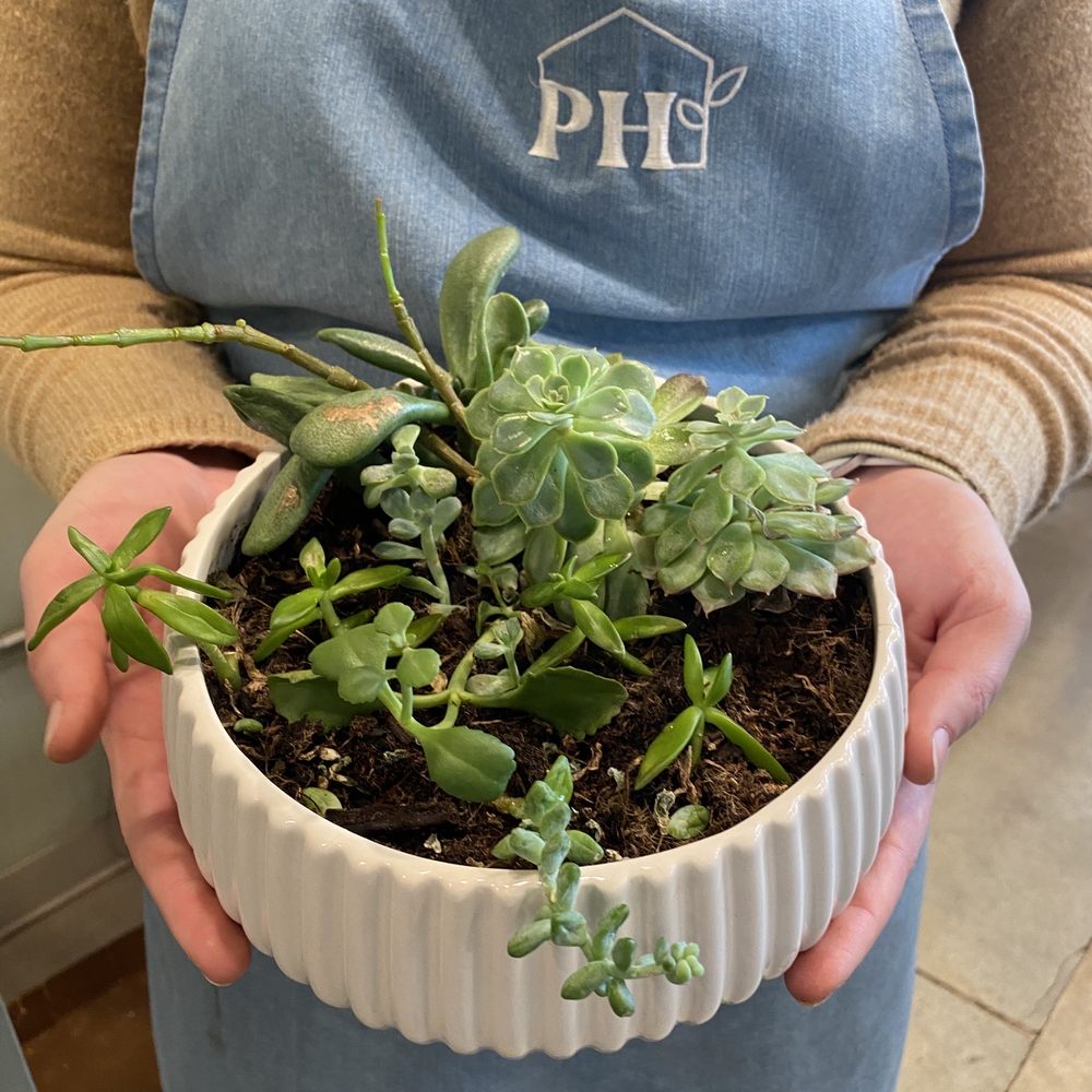 PlantHouse - Before, in need of some expertise. - Nurseries & Gardening Near Me - Charlotte, North Carolina