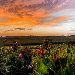 Hummingbird Hill - Sunset at the farm