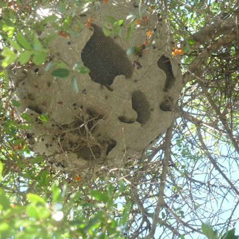 LONESTAR Pest Solutions - Wasp nest - Pest Control Near Me LONESTAR Pest Solutions - Wasp nest - Pest Control Near Me