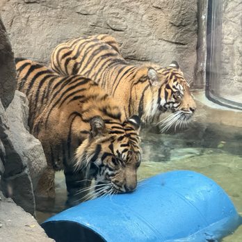 Downtown Aquarium - Museums Near Me - Denver, Colorado Downtown Aquarium - Museums Near Me - Denver, Colorado
