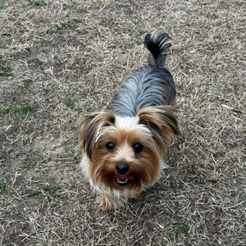 Jewell Dog Park - Maxi - Dog Parks Near Me - Bellevue, Nebraska Jewell Dog Park - Maxi - Dog Parks Near Me - Bellevue, Nebraska