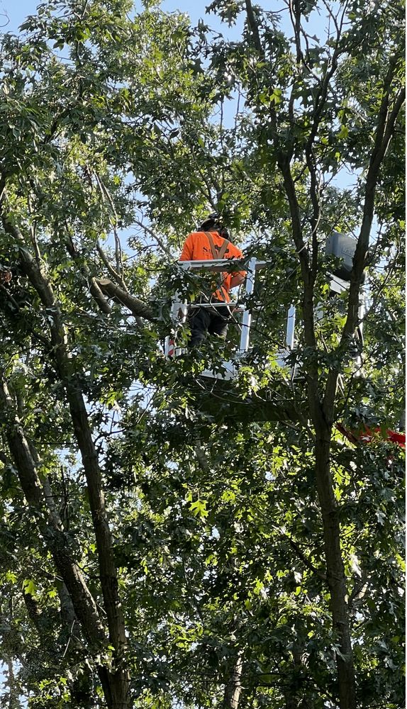 West Michigan Tree Services - tree service in Grand Rapids, MI