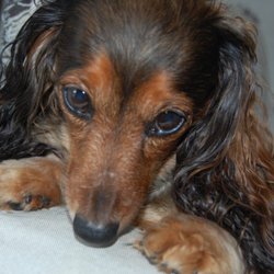 LUCKI DOG PET RESORT - RIP my sweet Ruby Tuesday