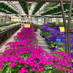 Shady Lane Greenhouses