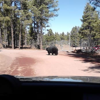 Bearizona - Zoos Near Me - Williams, Arizona