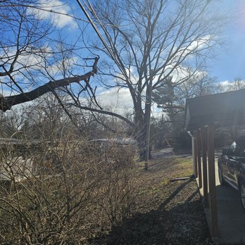 Accurate Tree Service - Shared tree cut back to remove branches that hung over my carport. - Tree Services Near Me - Saint Charles, Missouri