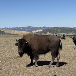 Lucky 8 Ranch - One of MANY