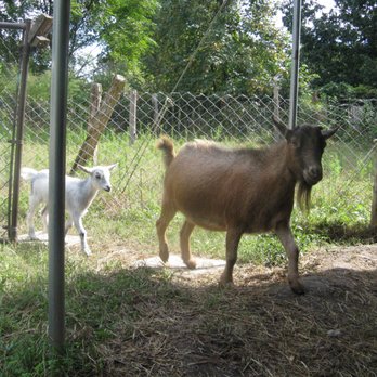 Hux Family Farm - goat parade entering - Yoga Near Me - Durham, North Carolina Hux Family Farm - goat parade entering - Yoga Near Me - Durham, North Carolina