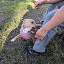 Baldwin Dog Park
