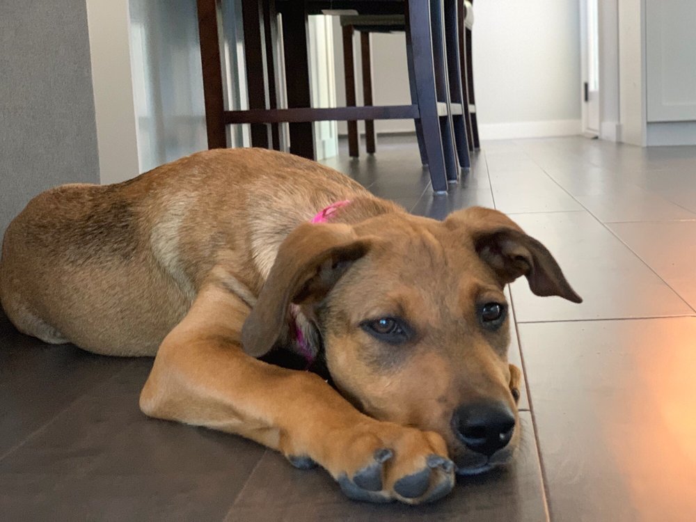 TRIVALLEY ANIMAL RESCUE 22 Photos & 45 Reviews 5325 Broder Blvd