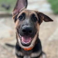 Austin Dog Rescue