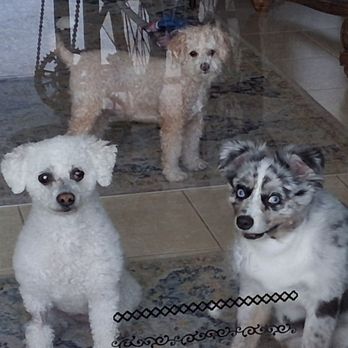 Pet Parlour Mobile Grooming - Rosie and Milo with their friend Sadie - Pet Groomers Near Me Pet Parlour Mobile Grooming - Rosie and Milo with their friend Sadie - Pet Groomers Near Me