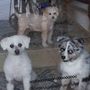 Photo of Pet Parlour Mobile Grooming