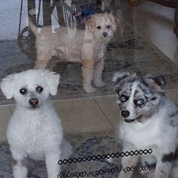Pet Parlour Mobile Grooming - Rosie and Milo with their friend Sadie