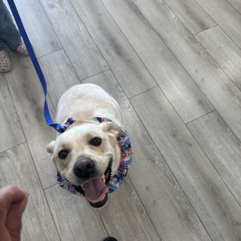 BubbLA Pet Salon - Happy Luna - Pet Groomers Near Me - West Covina, California BubbLA Pet Salon - Happy Luna - Pet Groomers Near Me - West Covina, California
