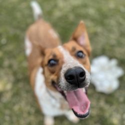 Pups n Pets - One more treat please.