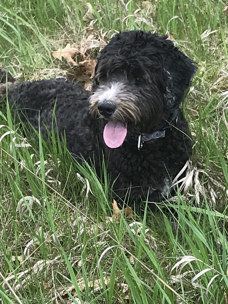 beyond the leash training