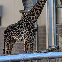 Seneca Park Zoo