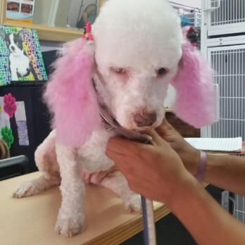 Groom To Bloom - Look at that amazing fur cut! - Pet Groomers Near Me - Los Angeles, California