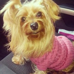 pet cremation staten island