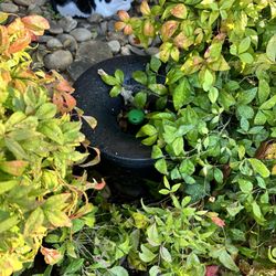 IPI Insect and Pest Services - This is the mosquitos trap.