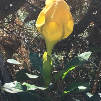 Self Realization Fellowship Hermitage & Meditation Gardens - This big unique flower growing by its lonesome really caught my eye... even in the shade, it's so bright! - Meditation Centers Near Me - Encinitas, California Self Realization Fellowship Hermitage & Meditation Gardens - This big unique flower growing by its lonesome really caught my eye... even in the shade, it's so bright! - Meditation Centers Near Me - Encinitas, California