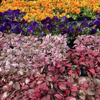 MEINKE GARDEN CENTER - Updated February 2026 - 74 Photos & 99 Reviews