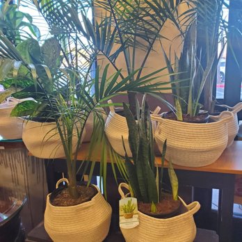 Fry's - Plants - Grocery Near Me - Scottsdale, Arizona