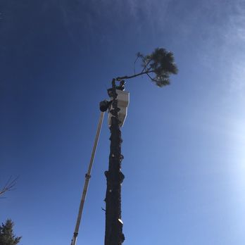 A-Class Tree Service - Bucket tree Removal - Tree Services Near Me - Colorado Springs, Colorado A-Class Tree Service - Bucket tree Removal - Tree Services Near Me - Colorado Springs, Colorado