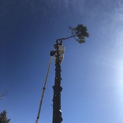 A-Class Tree Service - Bucket tree Removal