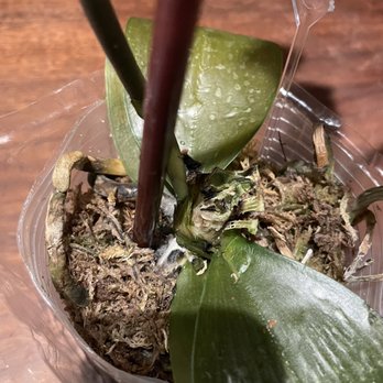 Pan Am Florist - Mold on orchid - Florists Near Me - Fairfax, Virginia Pan Am Florist - Mold on orchid - Florists Near Me - Fairfax, Virginia