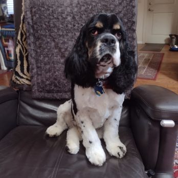 Doggystyle Mobile Grooming - Pet Groomers Near Me Doggystyle Mobile Grooming - Pet Groomers Near Me