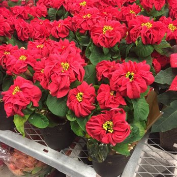 The Home Depot - Awesome winter rose poinsettias!! - Nurseries & Gardening Near Me - Plano, Texas